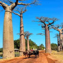 The little prince baobab tree