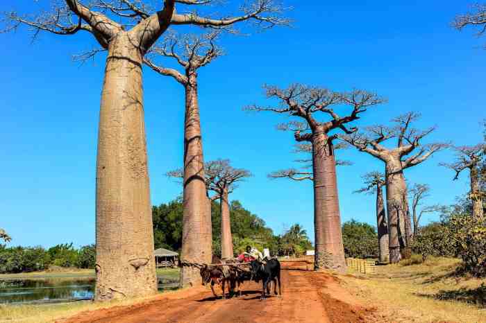 The little prince baobab tree