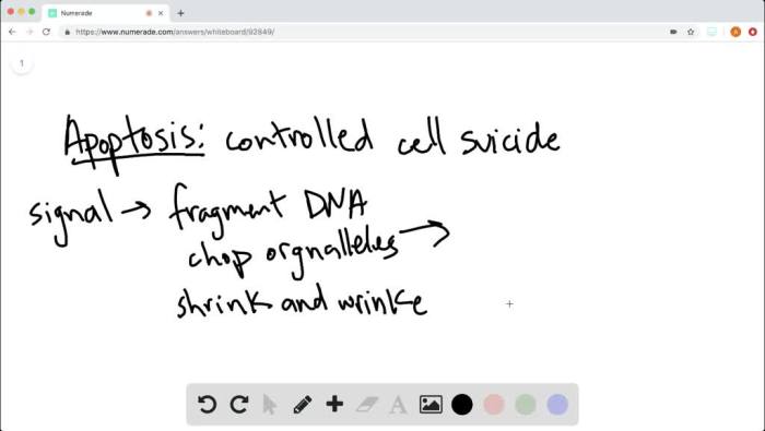 Apoptosis involves all but which of the following