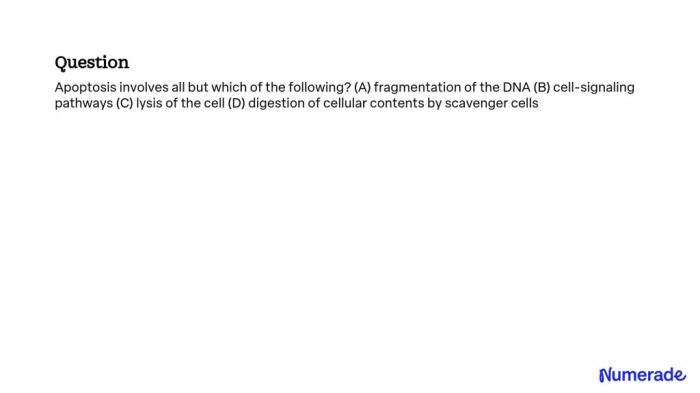 Apoptosis involves all but which of the following