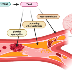 Aspirin decreases bleeding time by aiding blood platelet aggregation.