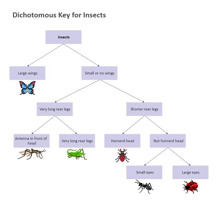 Dichotomous keys classification